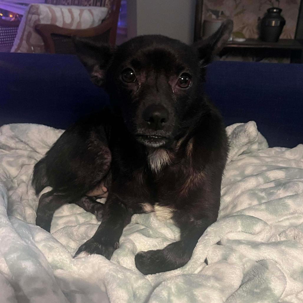 Banshee, a Adoptable Chihuahua in Jackson, MO image 1/5