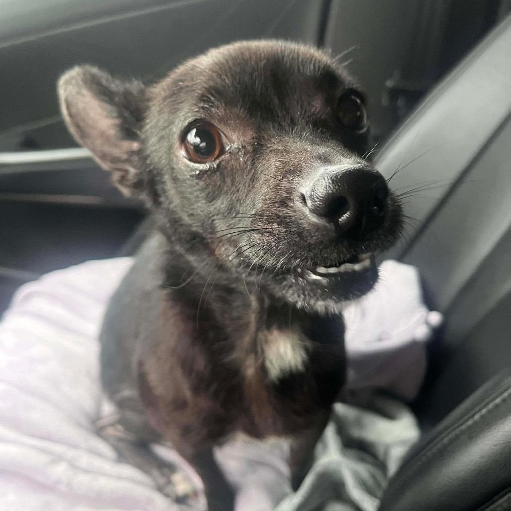 Banshee, a Adoptable Chihuahua in Jackson, MO image 2/5