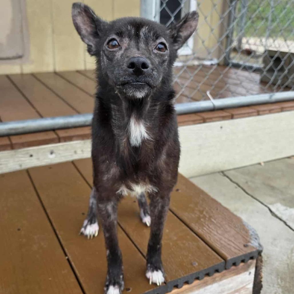 Banshee, a Adoptable Chihuahua in Jackson, MO image 3/5