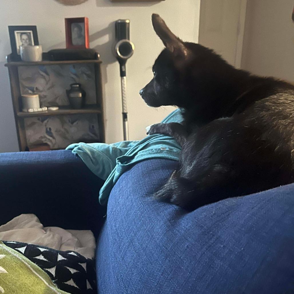 Banshee, a Adoptable Chihuahua in Jackson, MO image 4/5