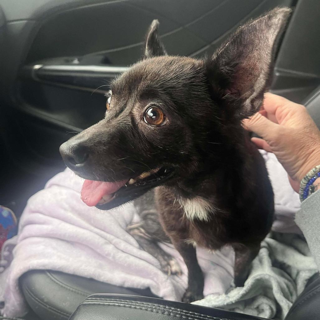 Banshee, a Adoptable Chihuahua in Jackson, MO image 5/5