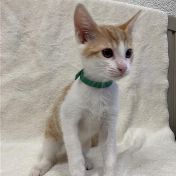 Diamond, Adoptable, Kitten Female Domestic Short Hair.