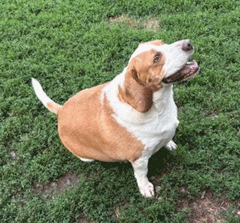 Cody, Adoptable, Adult Male Beagle.