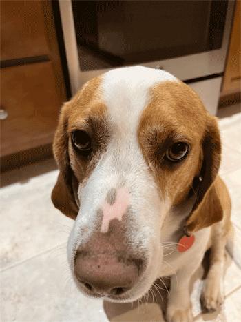 Enlarge Cody, a Adoptable Beagle in West Decatur, PA image 3/6