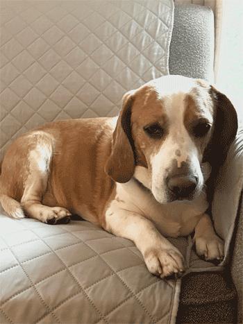 Enlarge Cody, a Adoptable Beagle in West Decatur, PA image 1/6