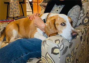 Enlarge Cody, a Adoptable Beagle in West Decatur, PA image 6/6