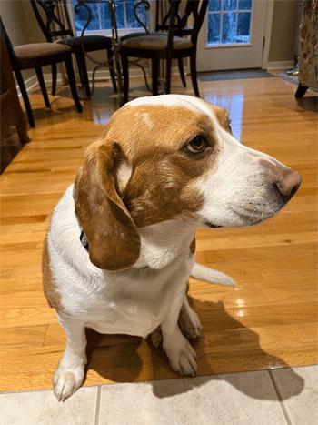 Enlarge Cody, a Adoptable Beagle in West Decatur, PA image 4/6