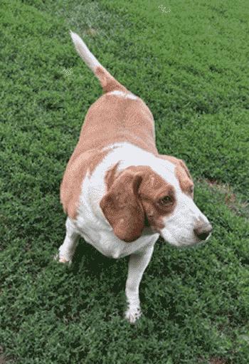 Cody, a Adoptable Beagle in West Decatur, PA image 5/6