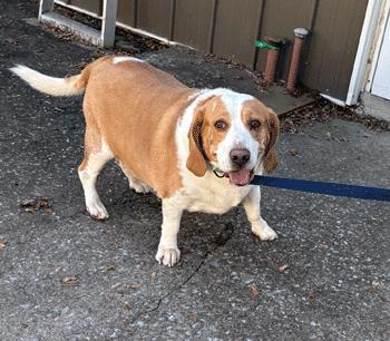 Cody, Adoptable, Adult Male Beagle.