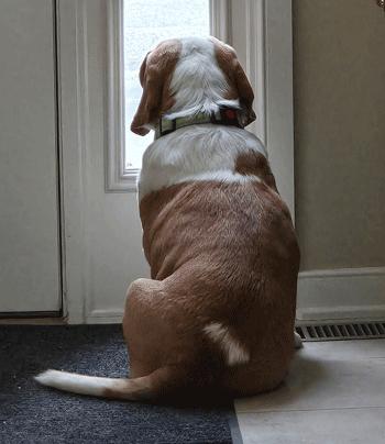 Enlarge Cody, a Adoptable Beagle in West Decatur, PA image 2/6