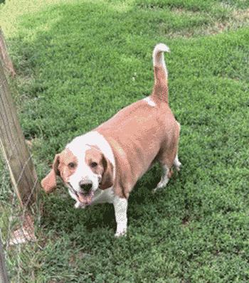 Cody, a Adoptable Beagle in West Decatur, PA image 6/6