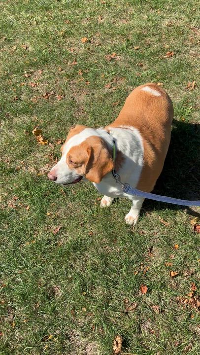 Enlarge Cody, a Adoptable Beagle in West Decatur, PA video 2/6