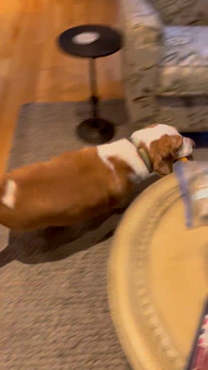 Enlarge Cody, a Adoptable Beagle in West Decatur, PA video 5/6