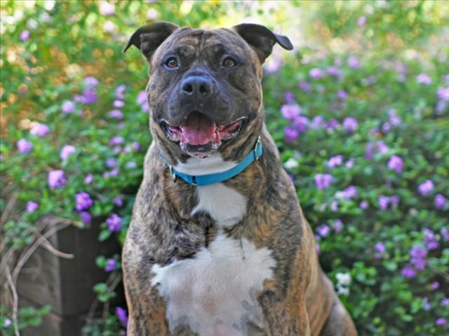 Enlarge CHESTER, a Adoptable Plott Hound in Tavares, FL image 1/1
