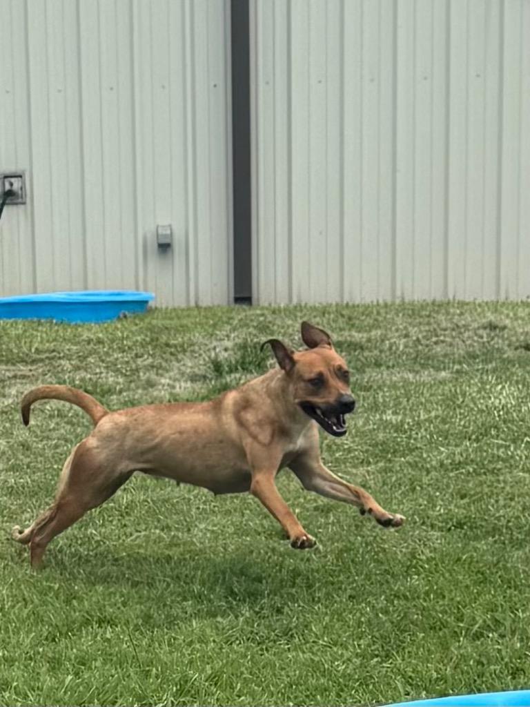 Poppy, Adoptable, Young Female Mixed Breed.