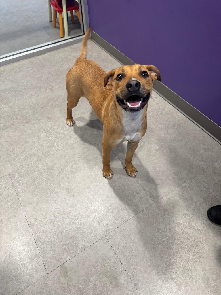 Poppy, a Adoptable Mixed Breed image 2/6