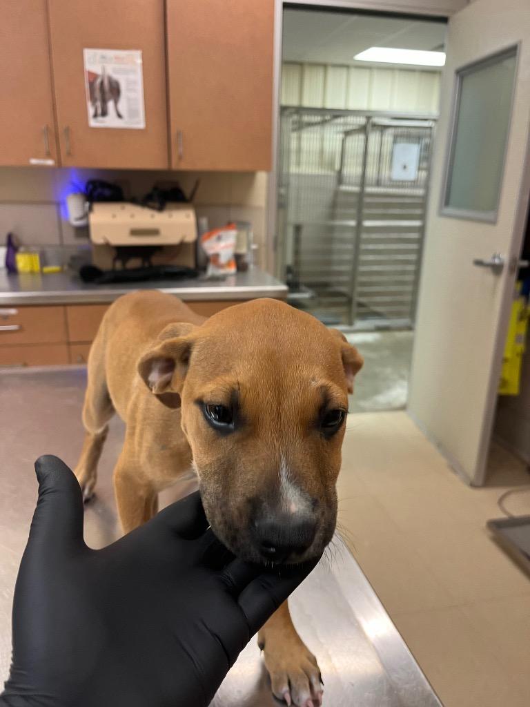 Poppy, a Adoptable Mixed Breed image 3/6