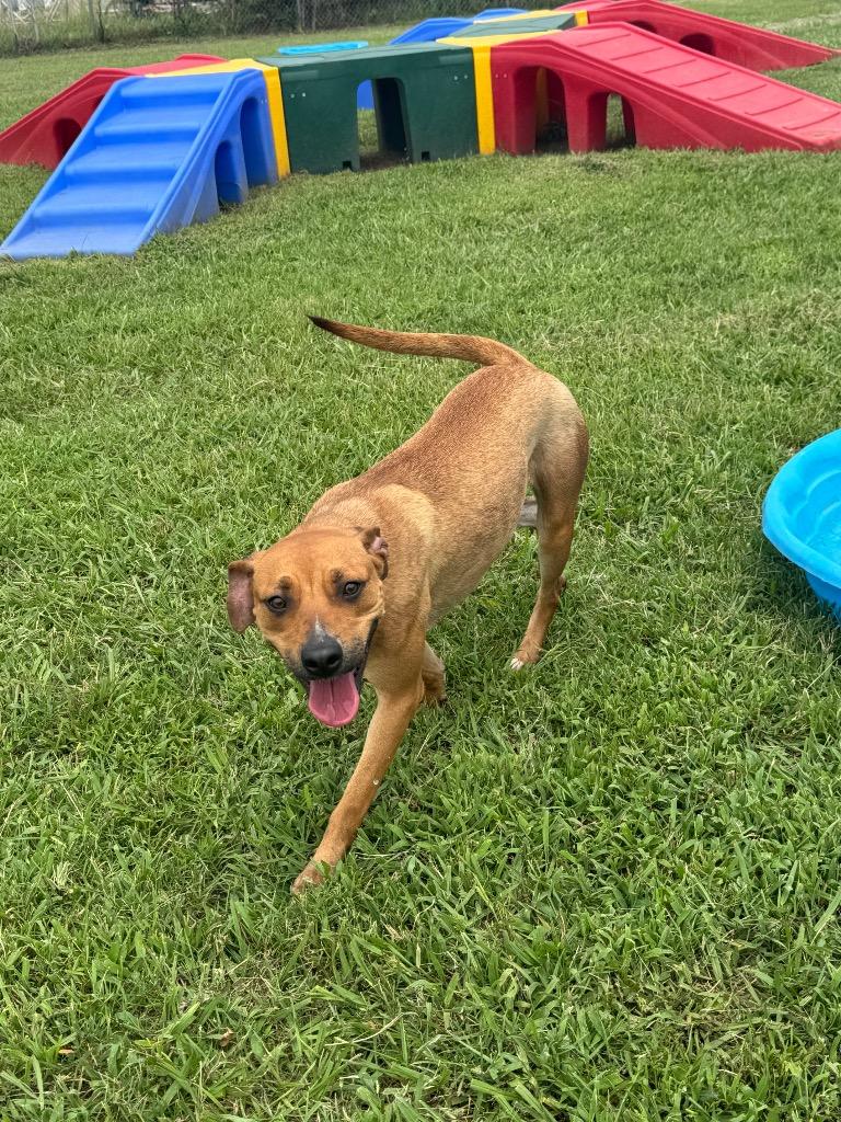 Poppy, a Adoptable Mixed Breed image 4/6