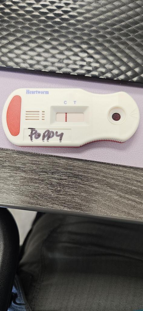 Poppy, a Adoptable Mixed Breed image 5/6