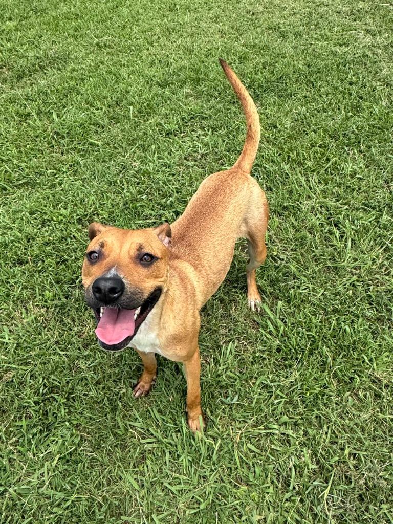 Poppy, a Adoptable Mixed Breed image 6/6