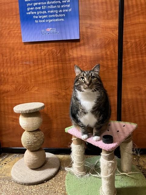 Enlarge CHESTER aka Mr. BIG, a ADOPTABLE Tabby in Kensington, MD image 2/3