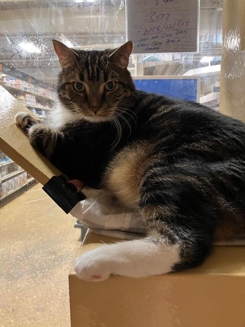 Enlarge CHESTER aka Mr. BIG, a ADOPTABLE Tabby in Kensington, MD image 3/3