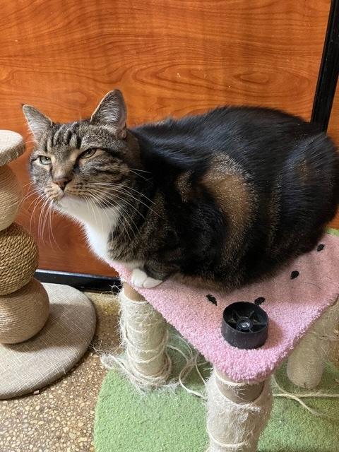 CHESTER aka Mr. BIG, ADOPTABLE, Adult Male Tabby.