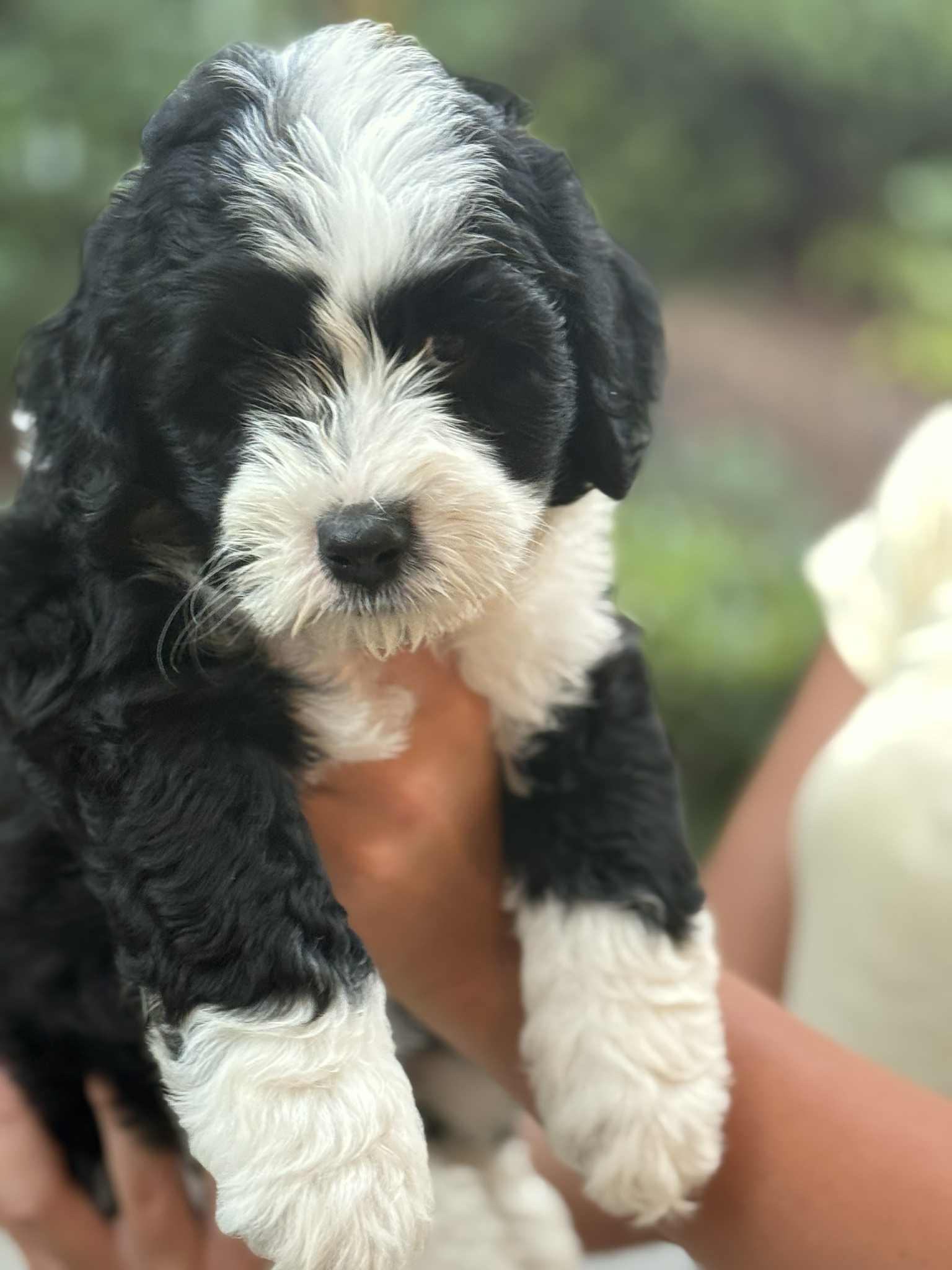 Aussiedoodle Boy