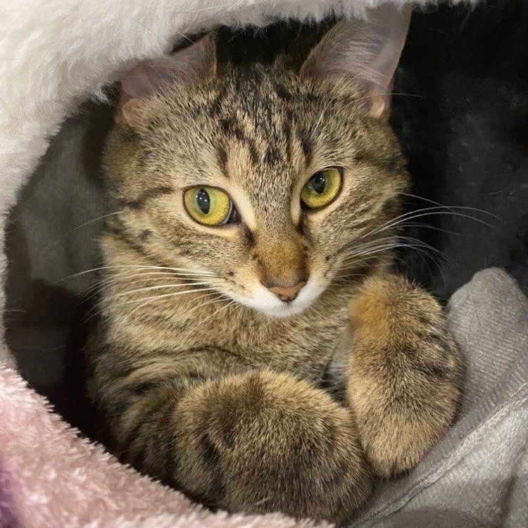 Aspen, ADOPTABLE, Young Female Domestic Short Hair.