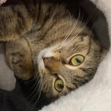 Aspen, a ADOPTABLE mixed breed in Hamilton, ON image 3/6