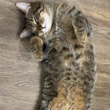 Aspen, a ADOPTABLE mixed breed in Hamilton, ON image 4/6