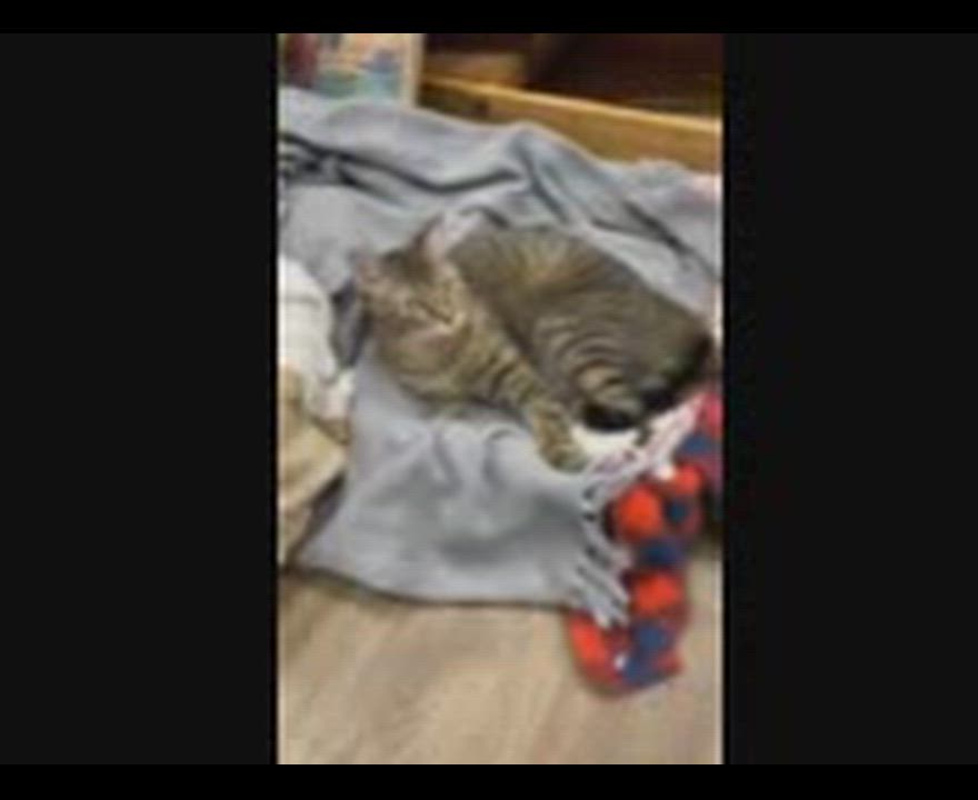 Enlarge Aspen, a ADOPTABLE mixed breed in Hamilton, ON video 6/6