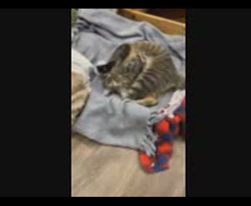 Enlarge Aspen, a ADOPTABLE mixed breed in Hamilton, ON video 5/6