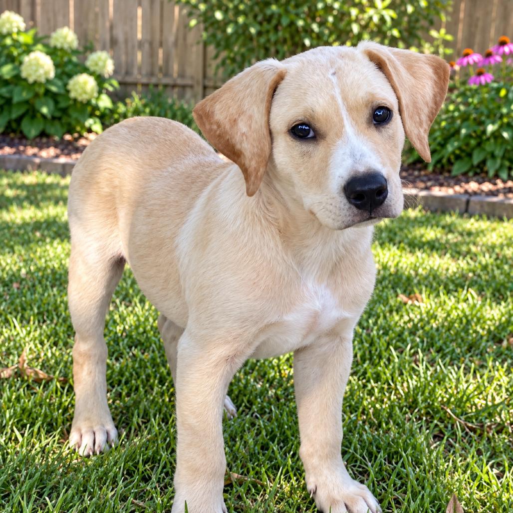 Cherokee, Adoptable, Puppy Male Mixed Breed.