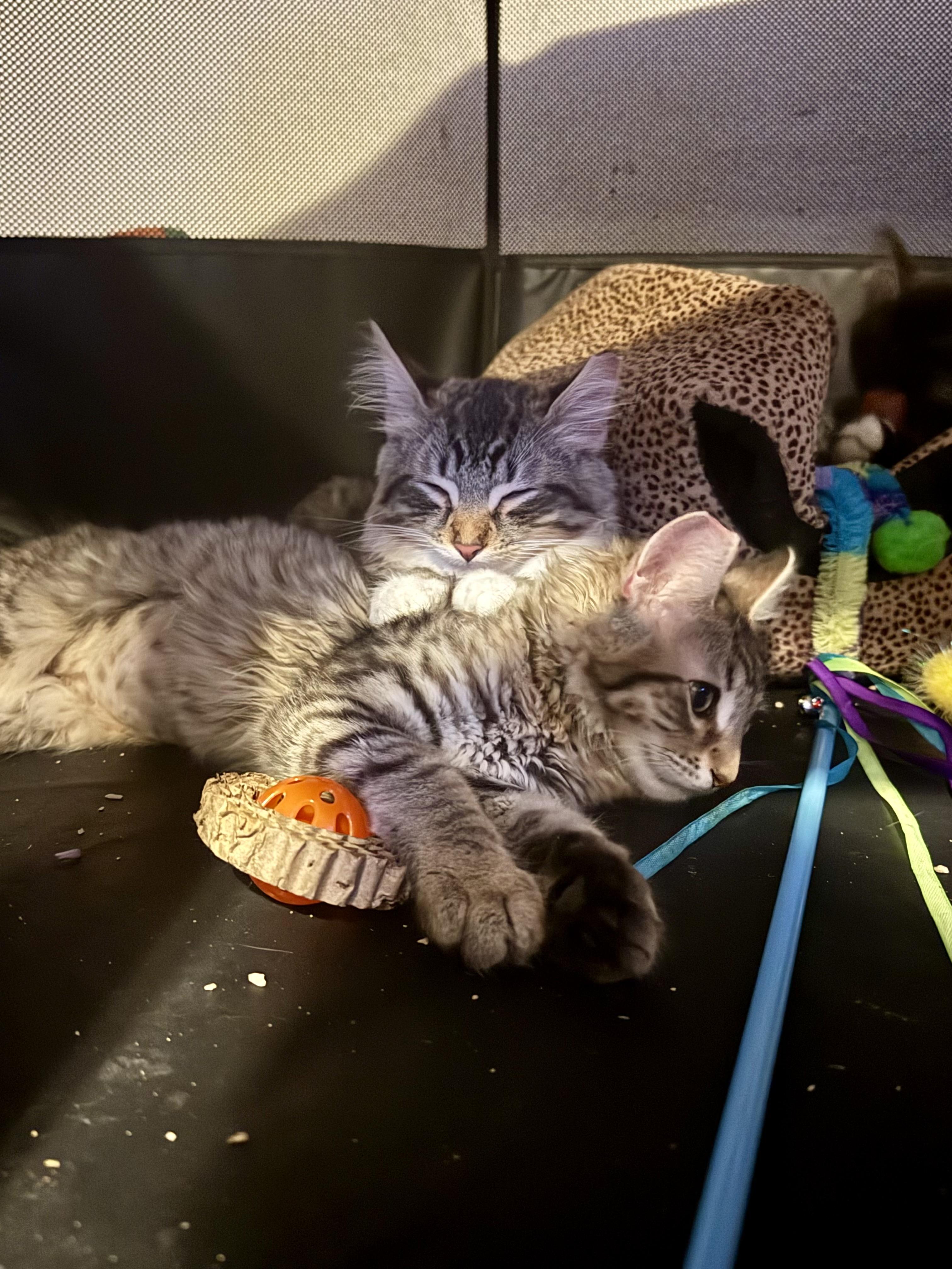 Vivian and Leo American Shorthair Cat