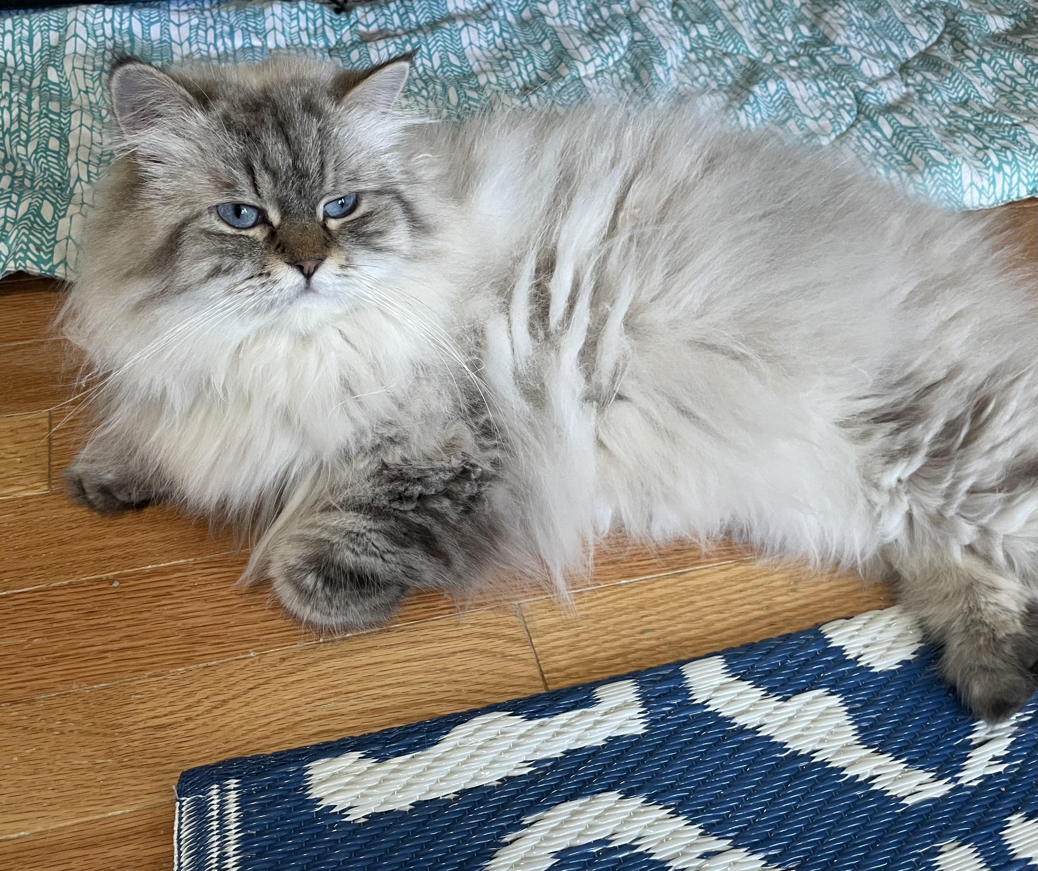 Elisa, an adoptable Himalayan in Beverly Hills, CA, 90210 | Photo Image 1