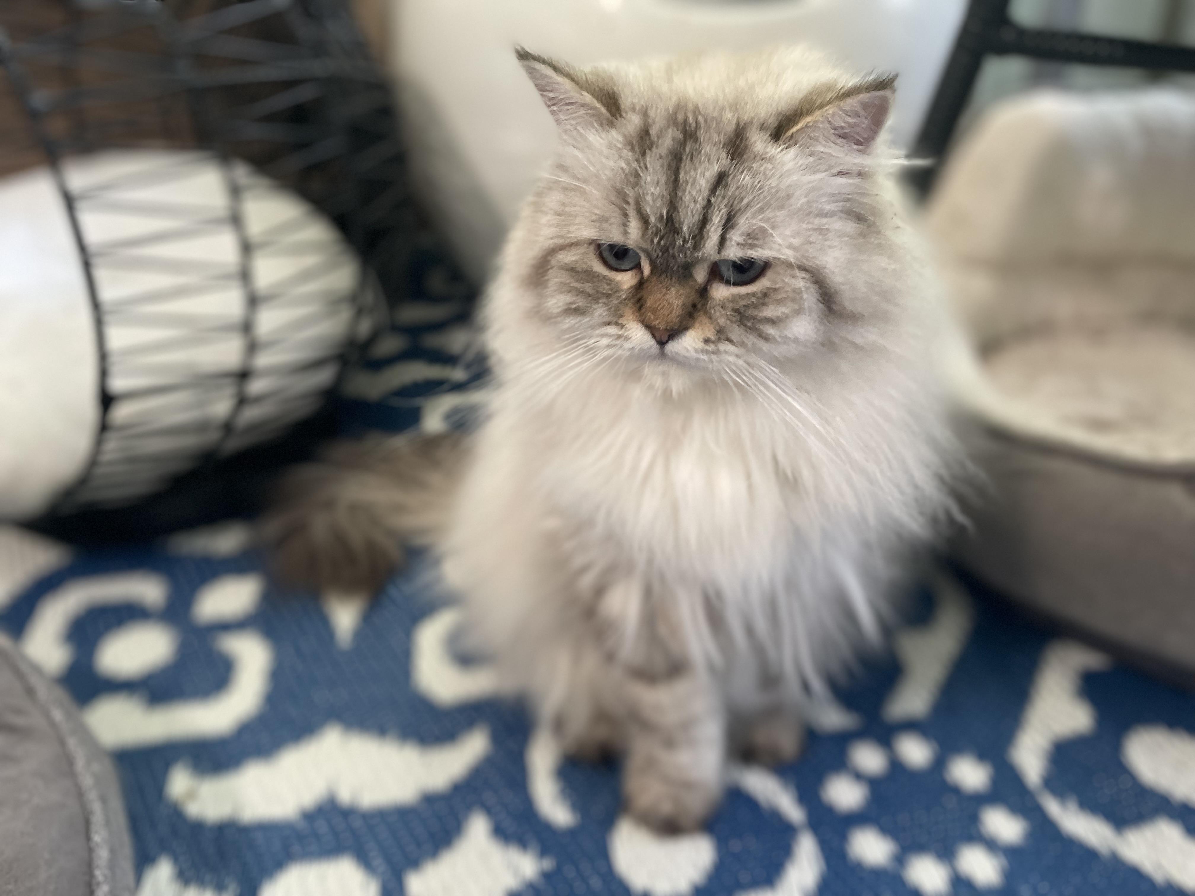 Elisa, an adoptable Himalayan in Beverly Hills, CA, 90210 | Photo Image 3