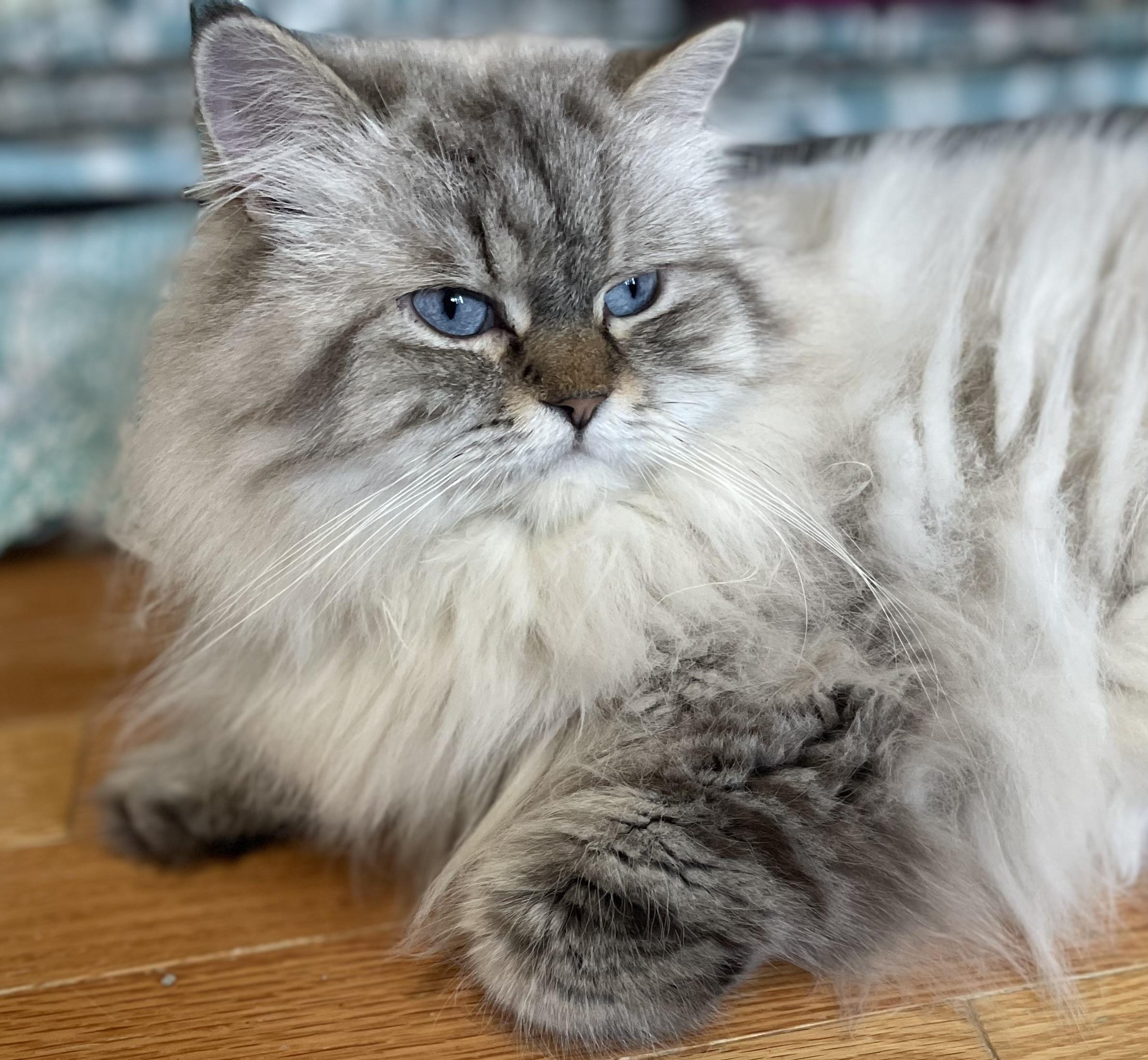 Elisa, an adoptable Himalayan in Beverly Hills, CA, 90210 | Photo Image 4