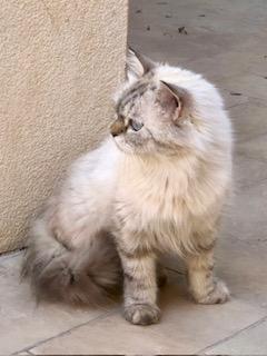 Elisa, an adoptable Himalayan in Beverly Hills, CA, 90210 | Photo Image 2