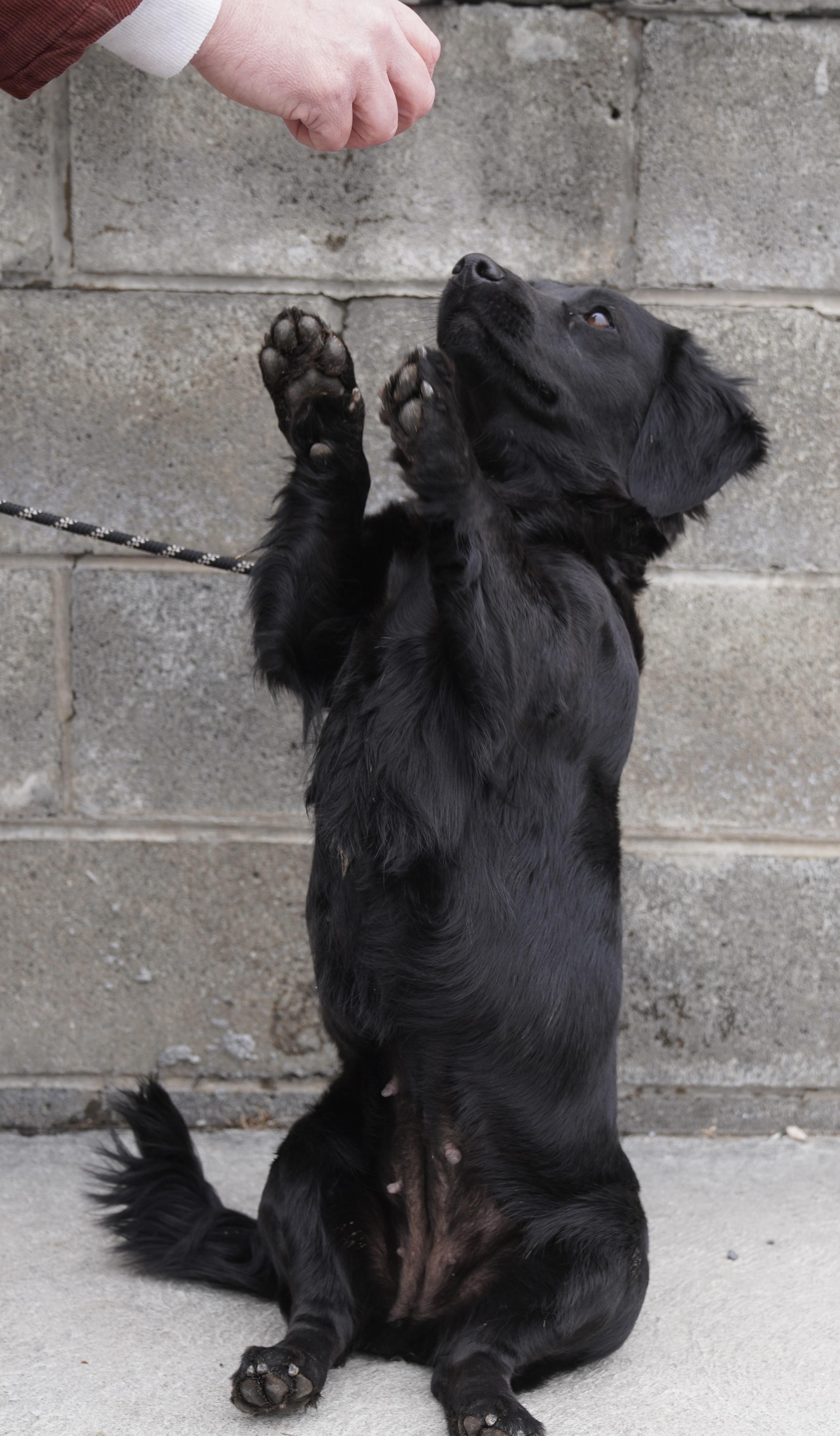 Enlarge Gertie , a ADOPTABLE Dachshund (Long Haired) in Pottsville, PA image 4/6