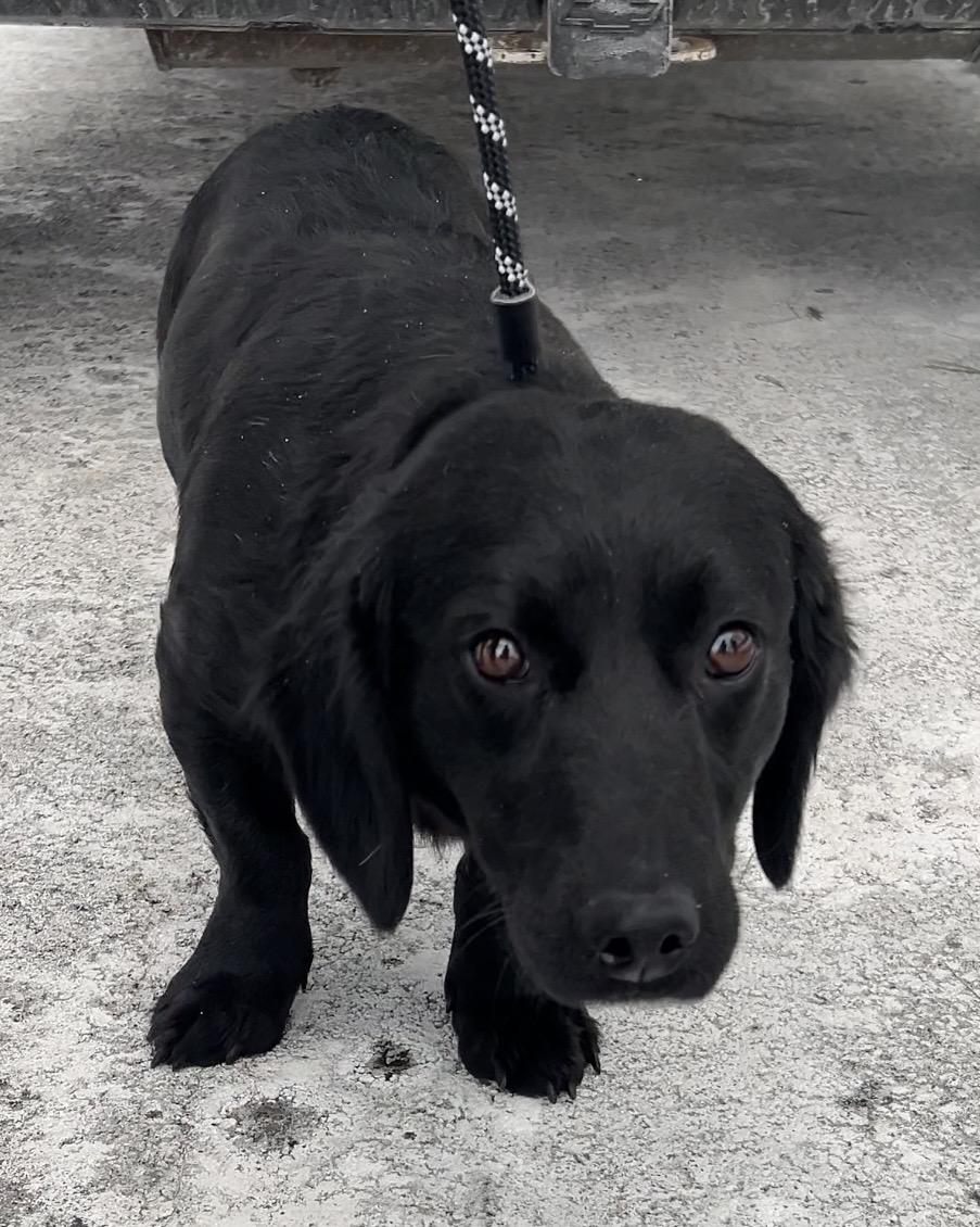 Gertie , ADOPTABLE, Young Female Dachshund (Long Haired).