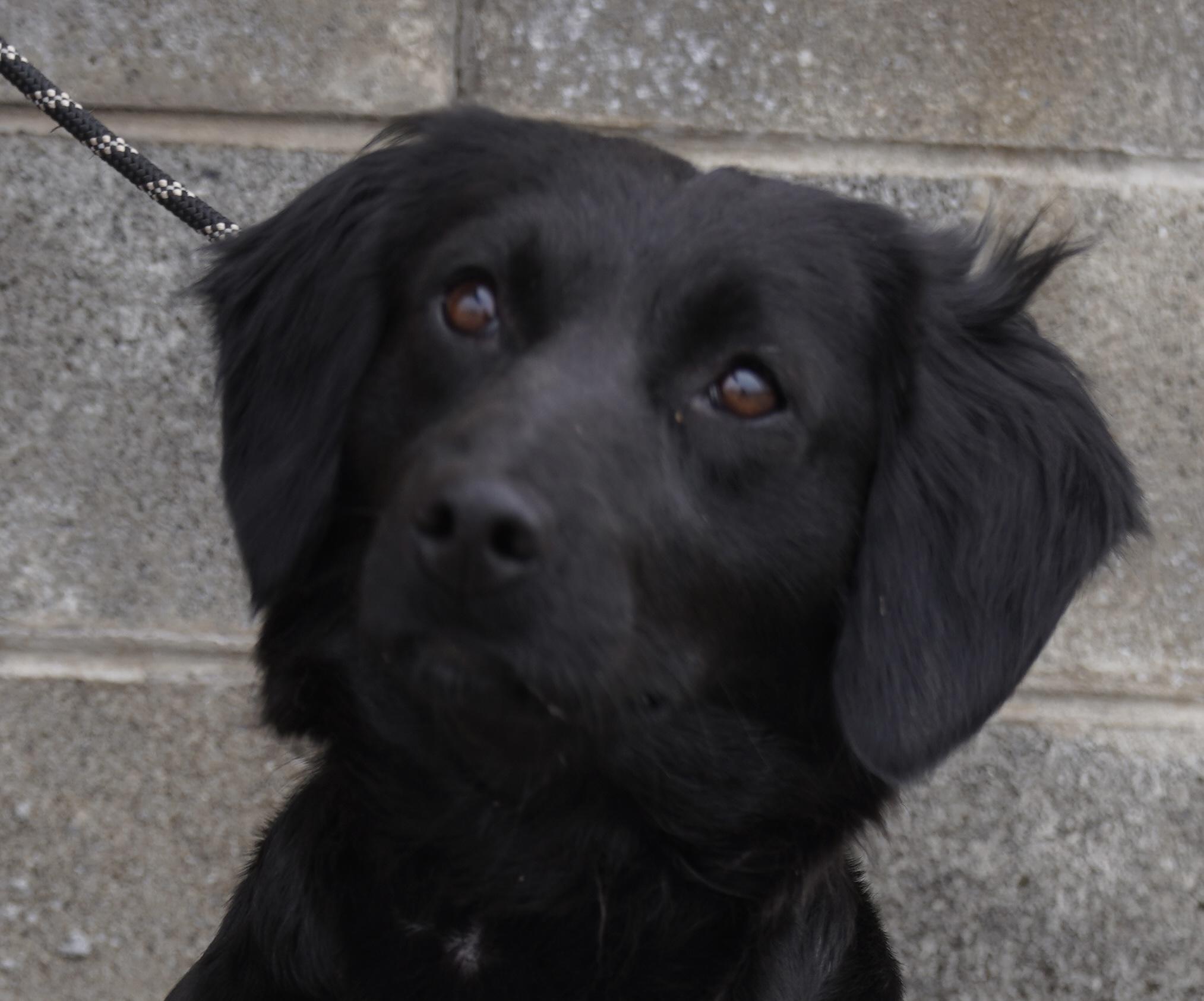 Enlarge Gertie , a ADOPTABLE Dachshund (Long Haired) in Pottsville, PA image 3/6