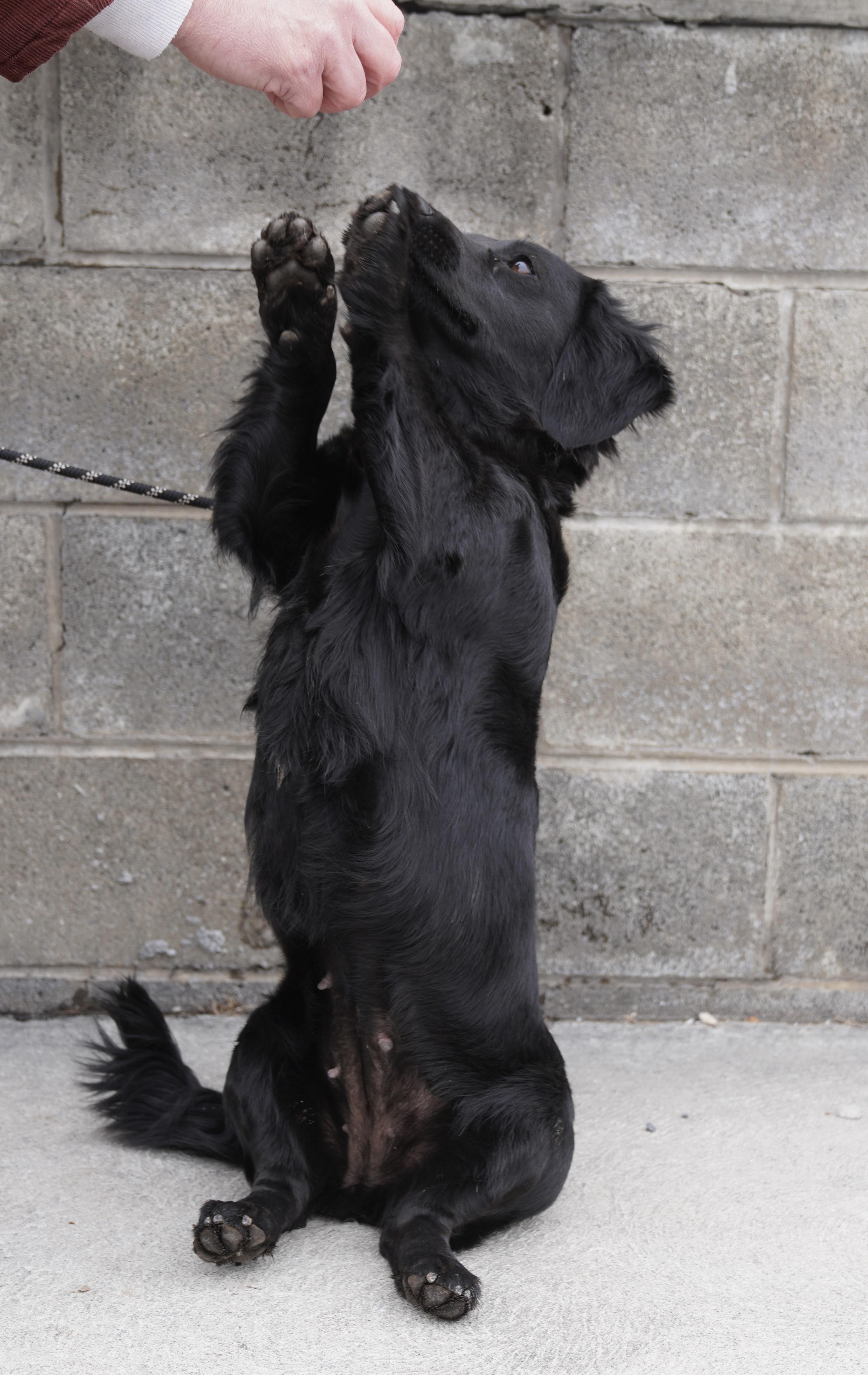 Enlarge Gertie , a ADOPTABLE Dachshund (Long Haired) in Pottsville, PA image 6/6