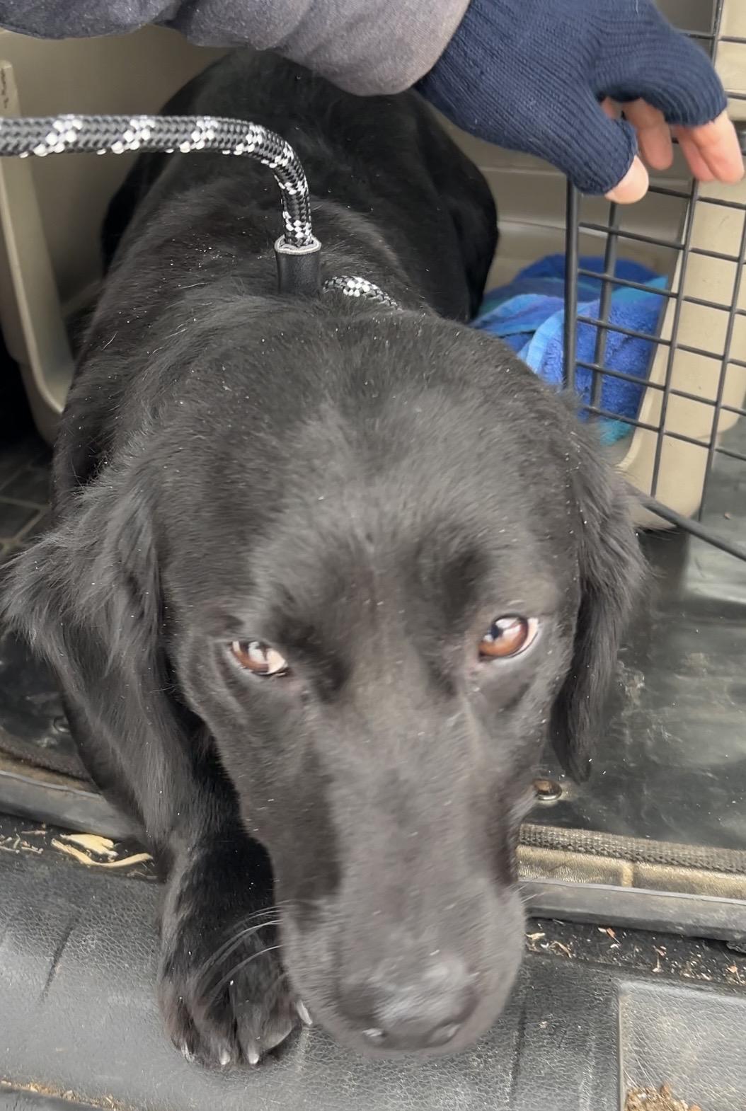 Gertie , a ADOPTABLE Dachshund (Long Haired) in Pottsville, PA image 3/3