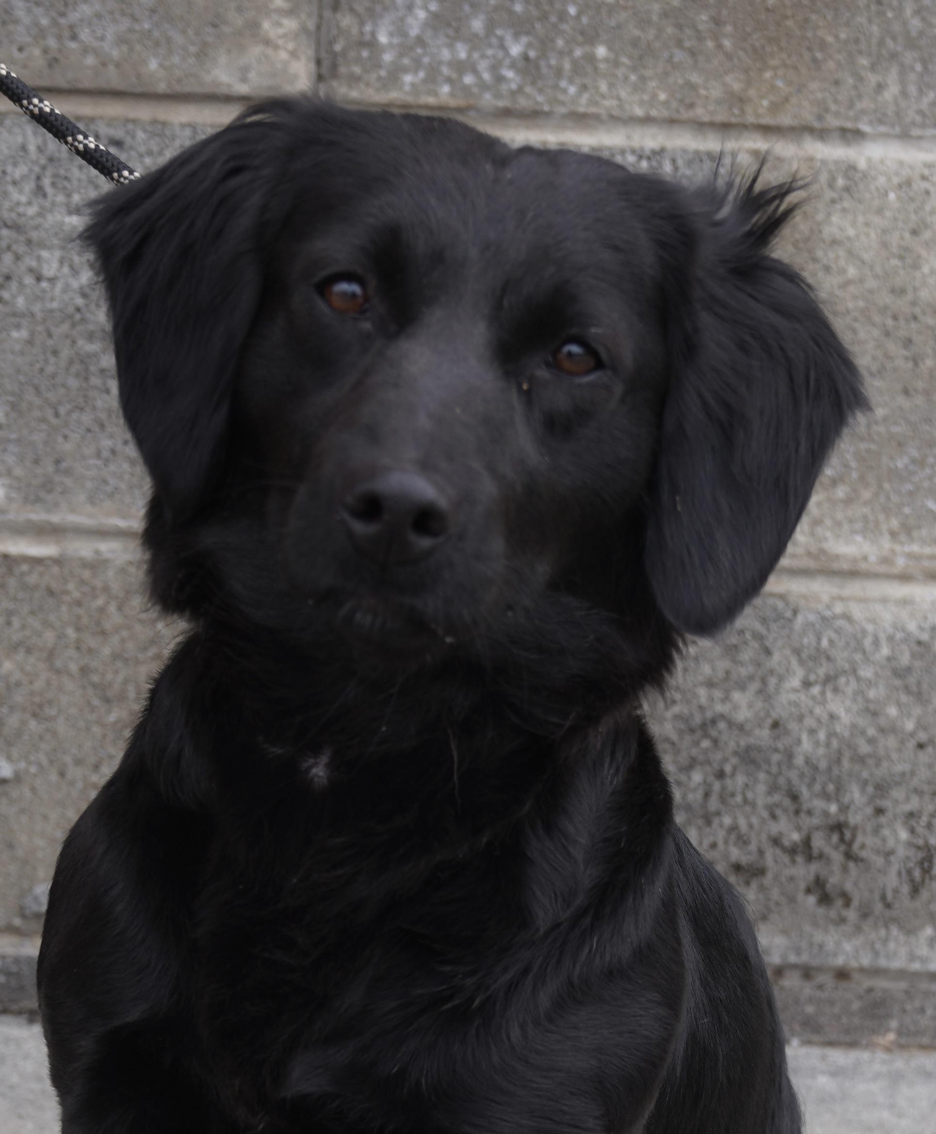 Gertie , ADOPTABLE, Young Female Dachshund (Long Haired).