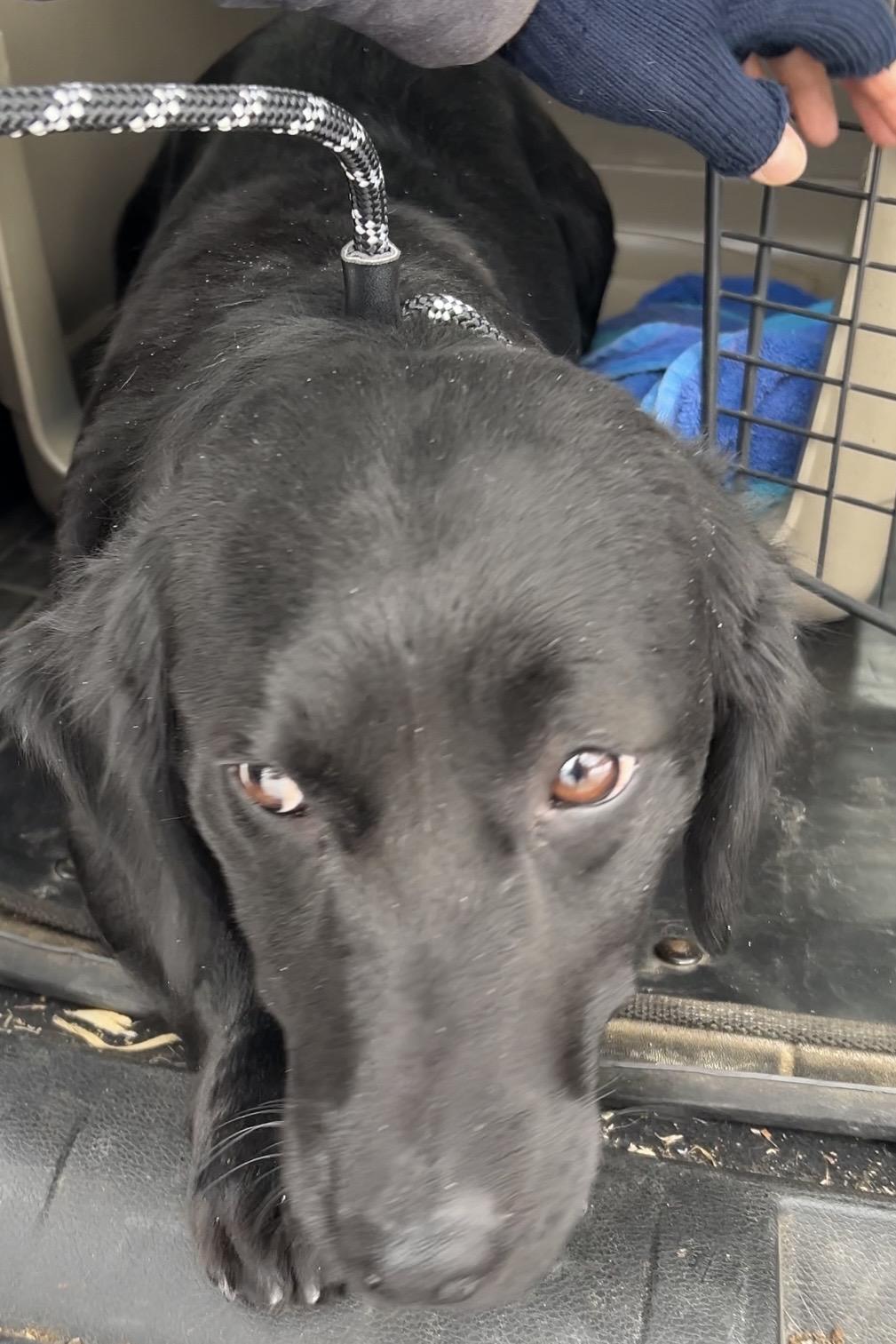 Gertie , a ADOPTABLE Dachshund (Long Haired) in Pottsville, PA image 2/3