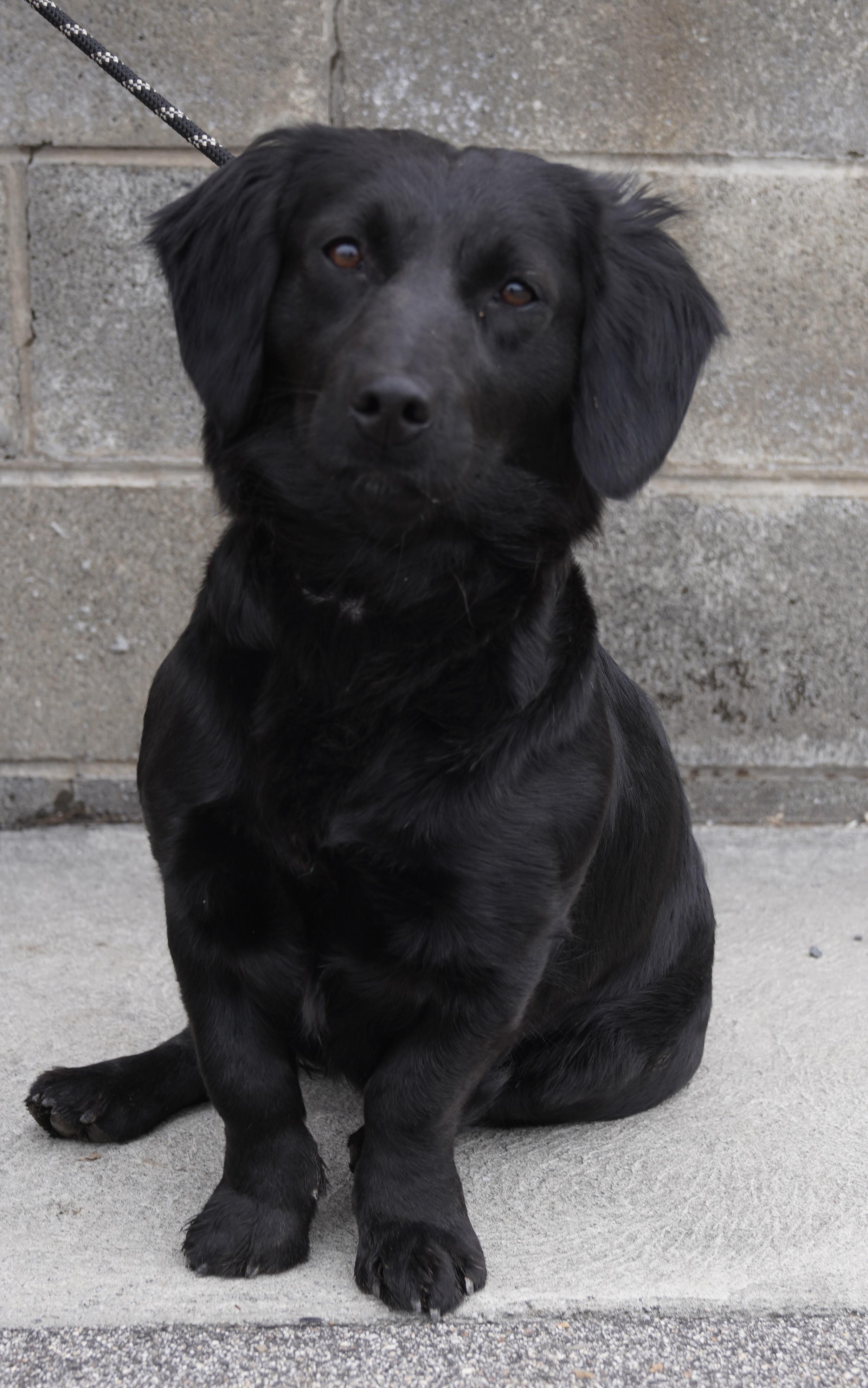 Enlarge Gertie , a ADOPTABLE Dachshund (Long Haired) in Pottsville, PA image 5/6
