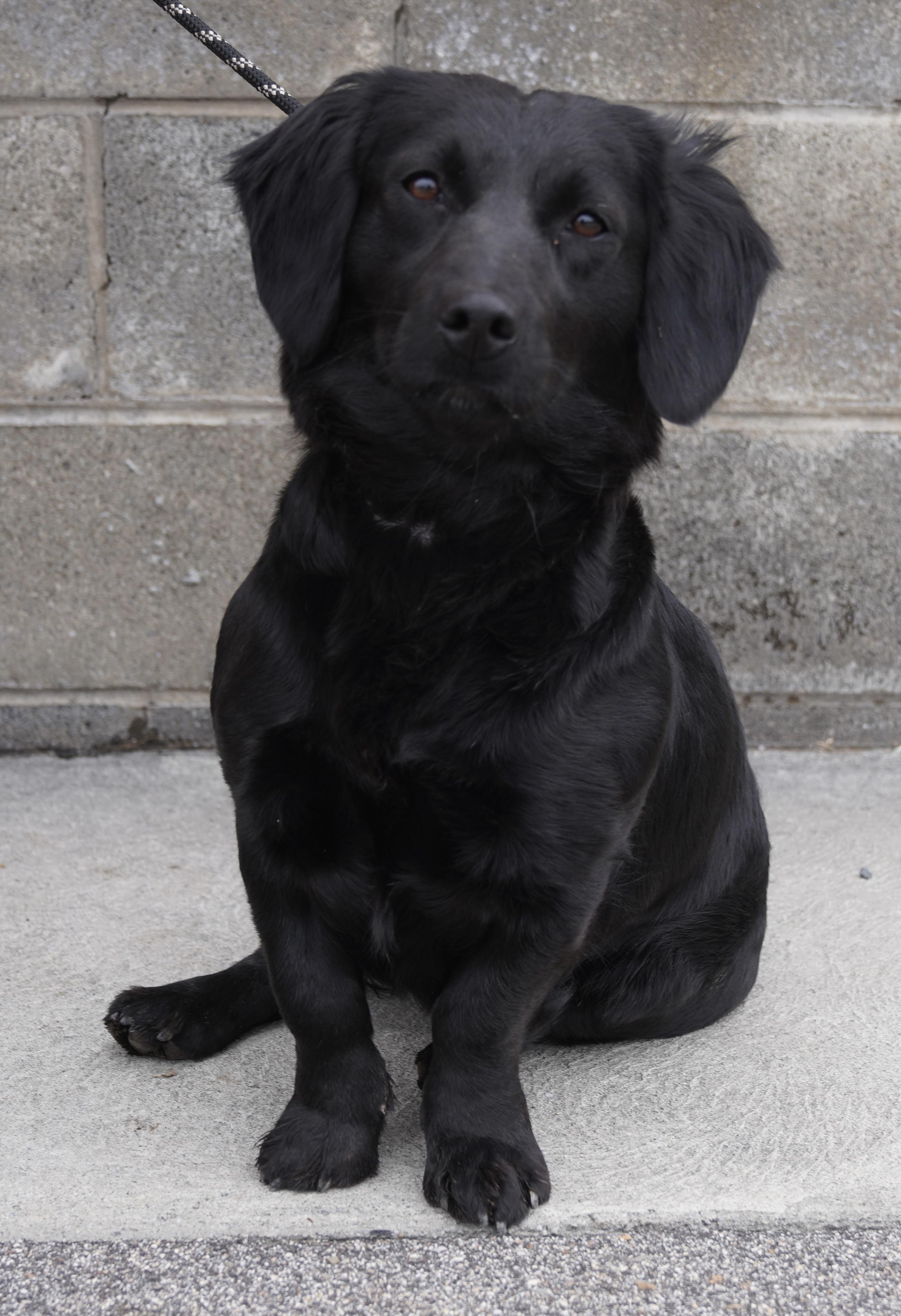 Enlarge Gertie , a ADOPTABLE Dachshund (Long Haired) in Pottsville, PA image 2/6