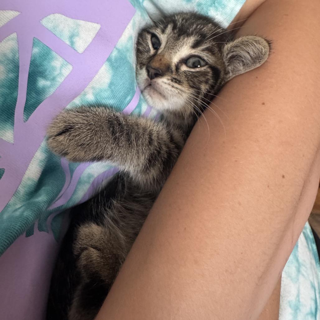 Sam, Adoptable, Kitten Male Domestic Short Hair.