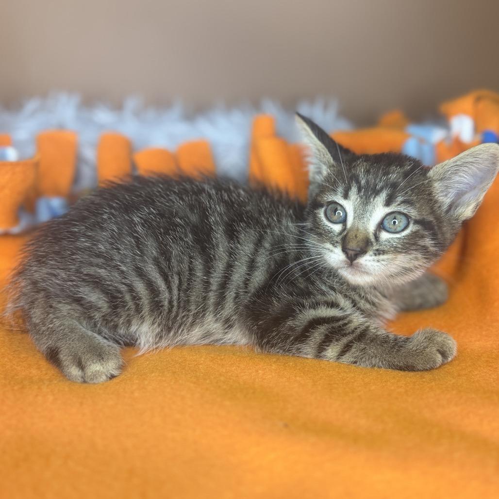 Enlarge Sam, a Adoptable Domestic Short Hair in San Antonio, TX image 3/6